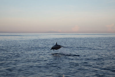 View of fish swimming in sea