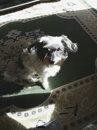 High angle portrait of dog relaxing at home