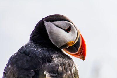 Close-up of a bird over white background