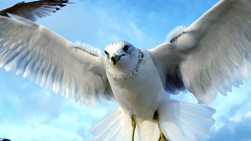 Low angle view of eagle flying against sky