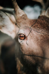 Close-up portrait of a horse