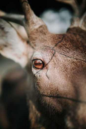 Close-up portrait of mammal