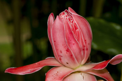 Close-up of pink rose flower