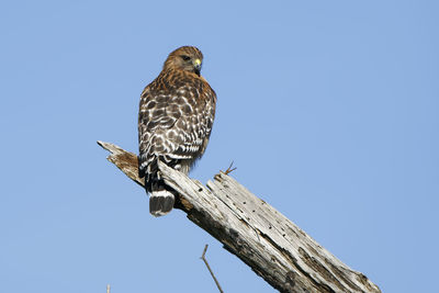 Low angle view of eagle perching on wooden post against sky