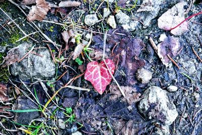 High angle view of dry leaves on field