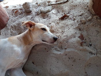 High angle view of dog looking away