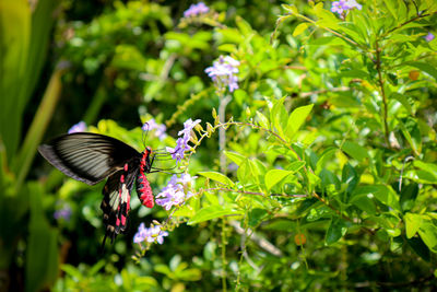 Butterfly on purple flower