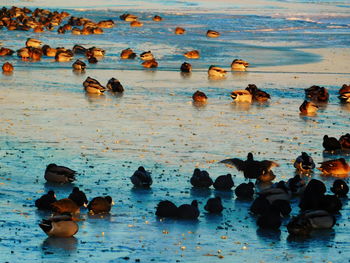 Group of people in lake