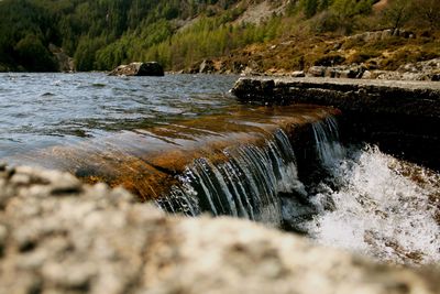 Scenic view of river flowing in forest