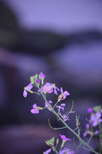 Close-up of purple flowering plant