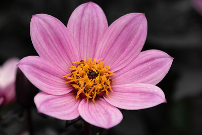 Close up of a pink dahlia with a grey background
