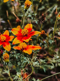 Close-up of orange flowering plants