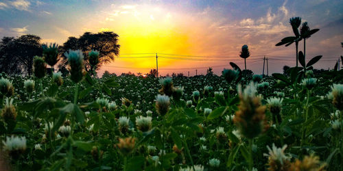 Plants growing on field against sky during sunset