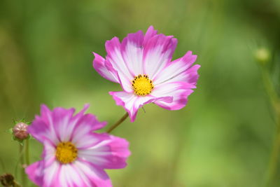 Close-up of pink cosmos flower