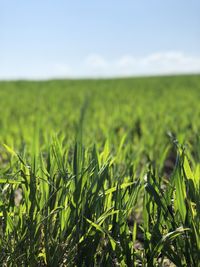 Crops growing on field against sky