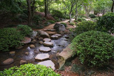 Plants and trees in forest