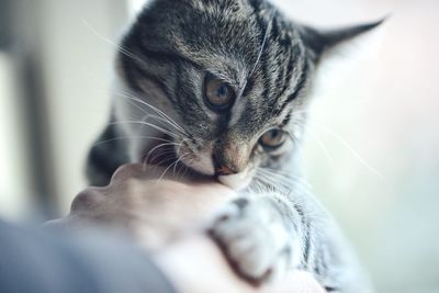Close-up of hand holding kitten