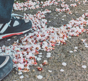 Low section of person standing on flowering plants