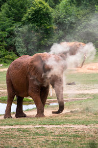 Elephant on field makes some dust 