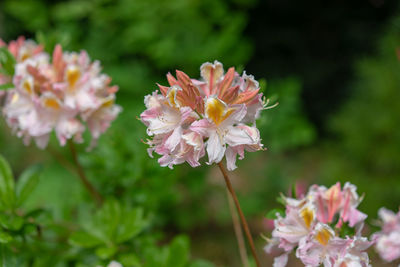 Close-up of pink flowering plant