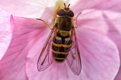 Close-up of butterfly pollinating on pink flower