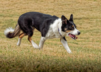 Side view of dog running on field