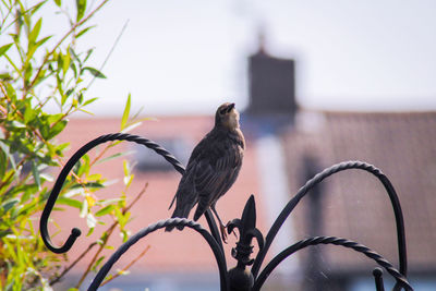 Low angle view of bird perching on branch