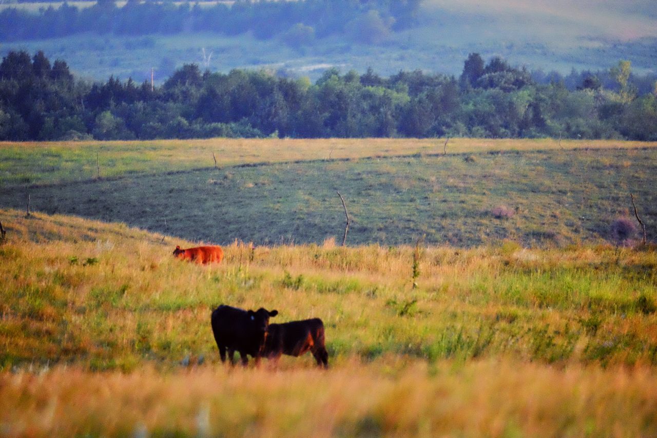 COWS GRAZING ON GRASSY FIELD