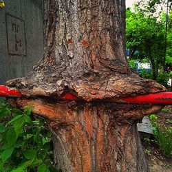 Close-up of tree trunk in forest