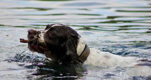 Dog carrying stick while swimming in lake