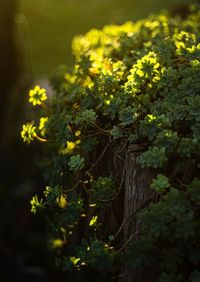 Yellow flowering plants on field