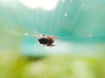 Close-up of spider on web