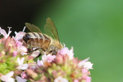 Close-up of butterfly pollinating on flower