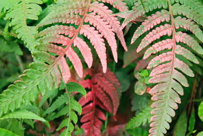 Plants that i captured in a mountain in west java. somebody spray red paint on them.