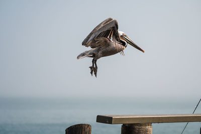 Close-up of bird perching on sea against clear sky