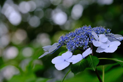 Close-up of purple flowers blooming