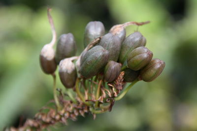 Close-up of fresh green plant