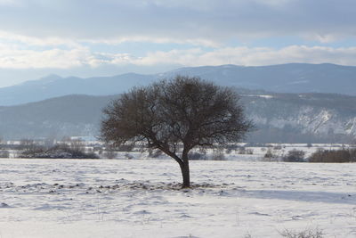 Trees on snow covered field against sky