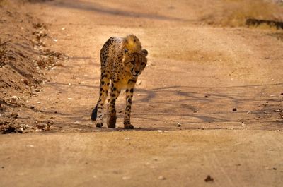 Walking leopard 