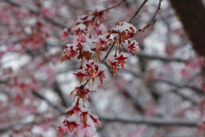 Low angle view of cherry blossoms in spring