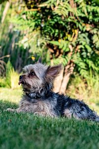 Close-up of dog in the garden