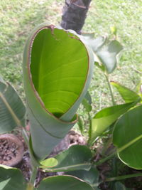 High angle view of plant leaves on land