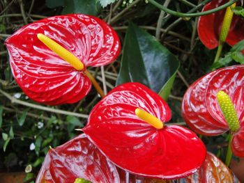 Close-up of red flowers blooming outdoors