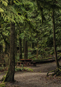 View of trees in forest