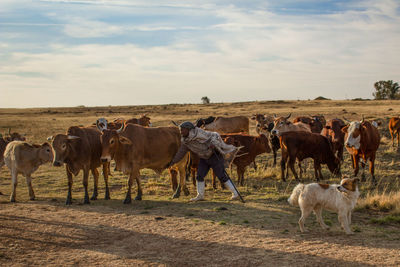 Horses in a field