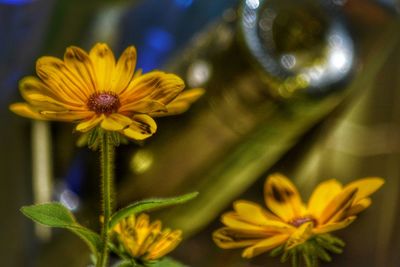 Close-up of yellow flowering plant