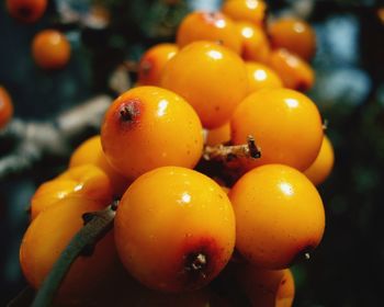 Close-up of fruits