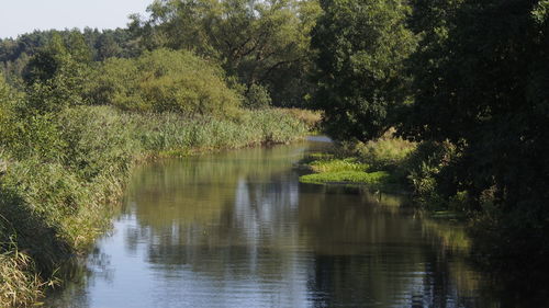 Scenic view of lake in forest