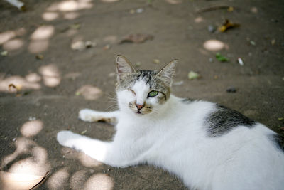 High angle portrait of one eye cat relaxing outdoors