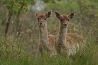 View of two fallow deer on grass